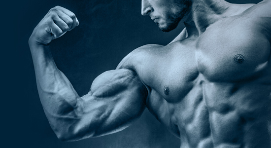 Muscle Growth Formulas